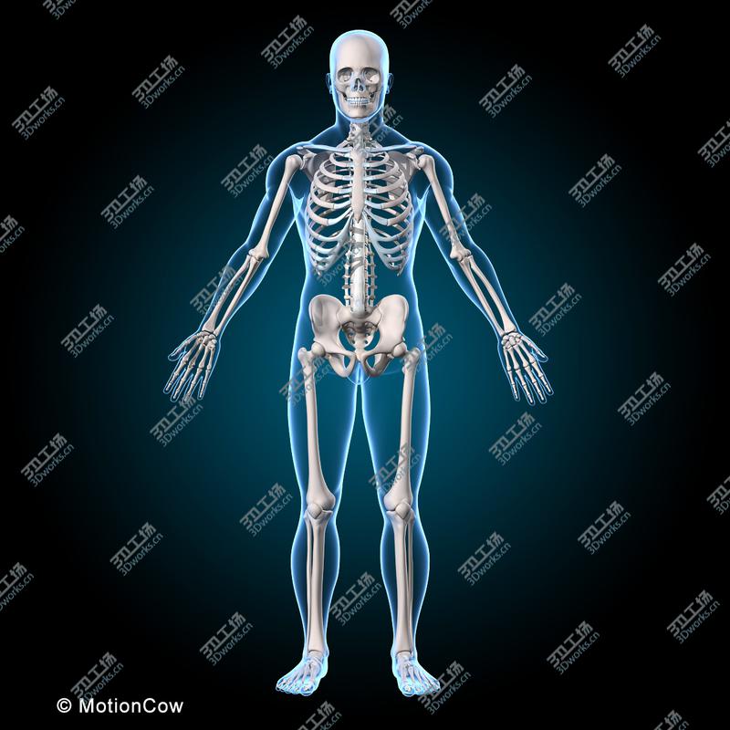 images/goods_img/20210113/Muscles & Skeleton  Rigged/5.jpg